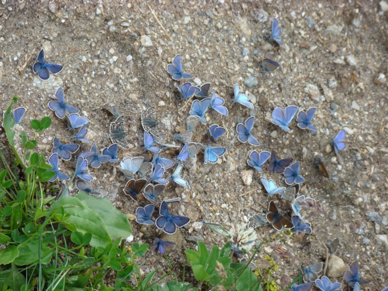 farfalle.jpg