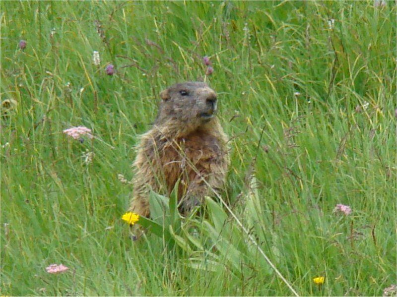 marmotta.jpg